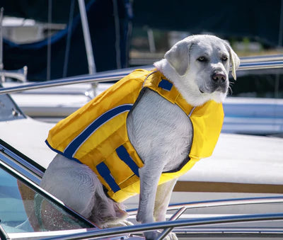 Golden retriever top life jacket