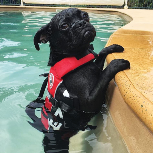 EzyDog Micro Doggy Floatation Device for dogs under 15 pounds